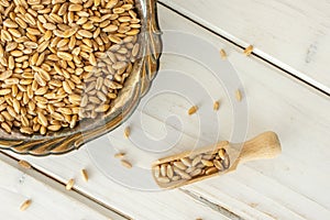 Dinkel wheat grain on grey wood