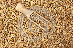 Dinkel wheat grain isolated