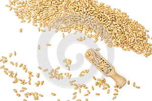 Dinkel wheat grain isolated on white