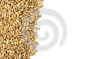 Dinkel wheat grain isolated on white