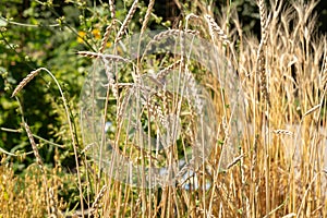 Dinkel wheat or Triticum Spelta plant in Zurich in Switzerland