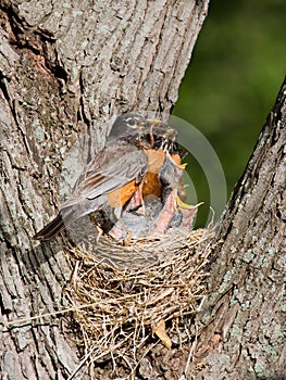 Dinner arrives for baby robins