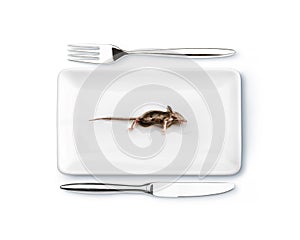 Dinner fot the cat, mouse on dinnerplate