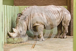 Dinner Rhino Zoo