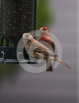 Dinner Time for House Finches