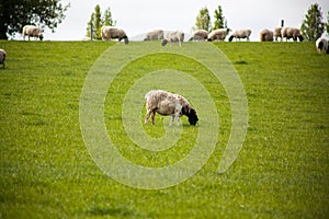 Dinner time for a lonely sheep in the field