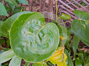 Dinnerplate-aralia also called "bowl leaf" is a unique leaf because it is shaped like a place to put food.