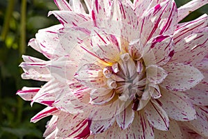 A Dinnerplate dahlia of the \'Bristol Stripe\' variety. The beautiful white-pink flower with dark pink stripes