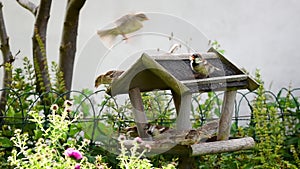 Dinnertime! Sparrows eating seeds on bird feeder