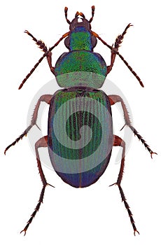 Dinodes decipiens ground beetle