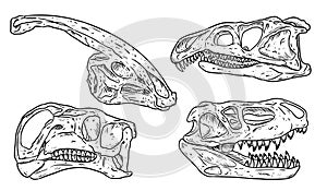 Dinosars skulls line hand drawn sketch image set. Carnivorous and herbivorous fossils collection of images. Vector illustration