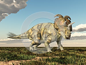 Dinosaur Albertaceratops