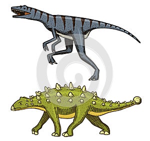 Dinosaur Ankylosaurus, Talarurus, Velociraptor, Euoplocephalus, Saltasaurus, skeletons, fossils. Prehistoric reptiles