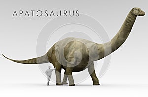 Dinosaur Apatosaurus And Human Size Comparison