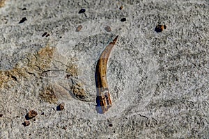 Dinosaur bones in Alberta`s Dinosaur Provincial Park