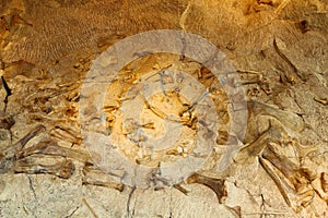Dinosaur Bones deposited in Ancient Riverbend, Dinosaur National Monument, Utah, USA photo