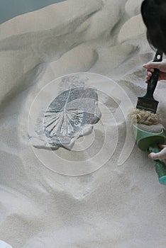 Dinosaur bones and fossils digging model in the sand