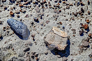 Dinosaur bones and landscapes in Alberta`s Dinosaur Provincial Park