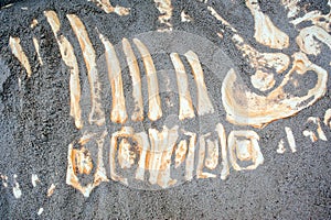 Dinosaur bones remains photo