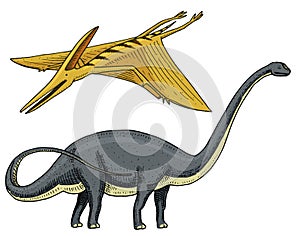 Dinosaur Brachiosaurus or sauropod, Plateosaurus, Diplodocus, Apatosaurus, Pterosaur, skeletons, fossils, winged lizard