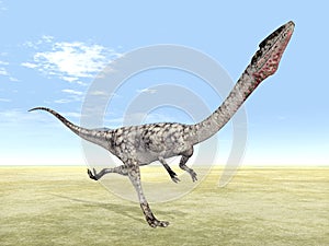 Dinosaur Coelophysis photo