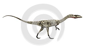 Dinosaur Coelophysis photo