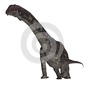 Dinosaur Diamantinasaurus photo