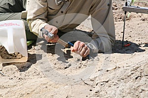 Dinosaur Dig photo