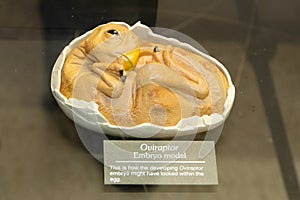 Dinosaur Egg Replica
