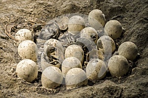 Dinosaur eggs at nest