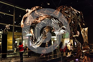 Dinosaur Exhibits at Royal Tyrrell Museum in Drumheller, Canada