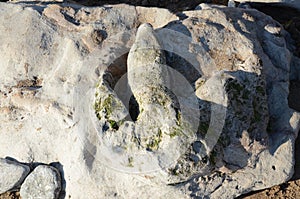 Dinosaur footprint, Compton beach, Isle of Wight