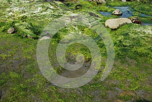 A Dinosaur Footprint on the Isle of Skye
