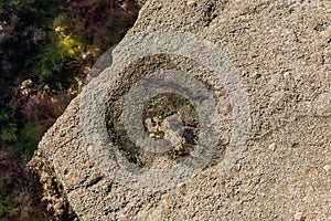 Dinosaur footprint in the rock