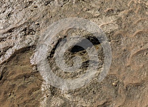 Dinosaur footprint in the rock