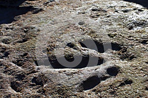 Dinosaur footprint in sedimentary bedrock