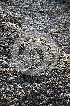 Dinosaur footprint track photo