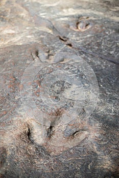 Dinosaur footprints Amphoe Na Khu in Kalasin province, Thailand photo