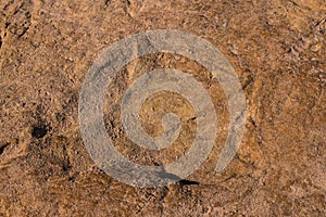 Dinosaur footprints on stone