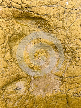 Dinosaur footstep of a Ornithopod & x28;herbivorous bipe