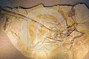 Dinosaur fossil