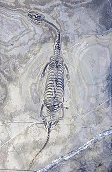 Dinosaur fossil
