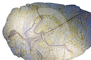 Dinosaur fossil
