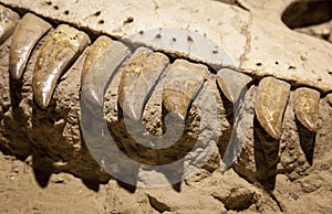 Dinosaur fossil photo