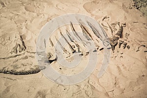 Dinosaur fossil found, Primitive animals bone in sand
