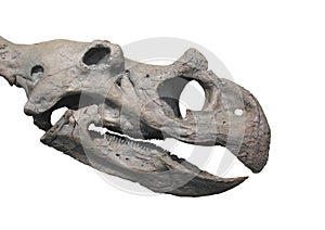 Dinosaur fossil head skull isolated.