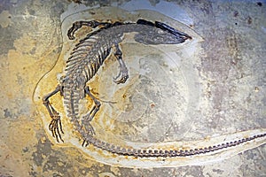 Dinosaur fossil on rock photo