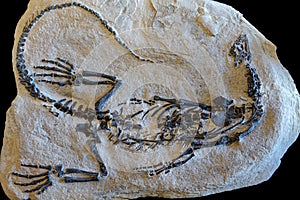 Dinosaur fossil on sand stone background photo