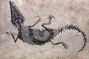 Fossile sul sabbia calcolo 