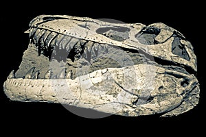 Dinosaur fossil - Taubosaurus Bataar